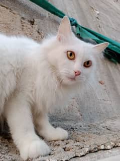 Persian Cat Pair