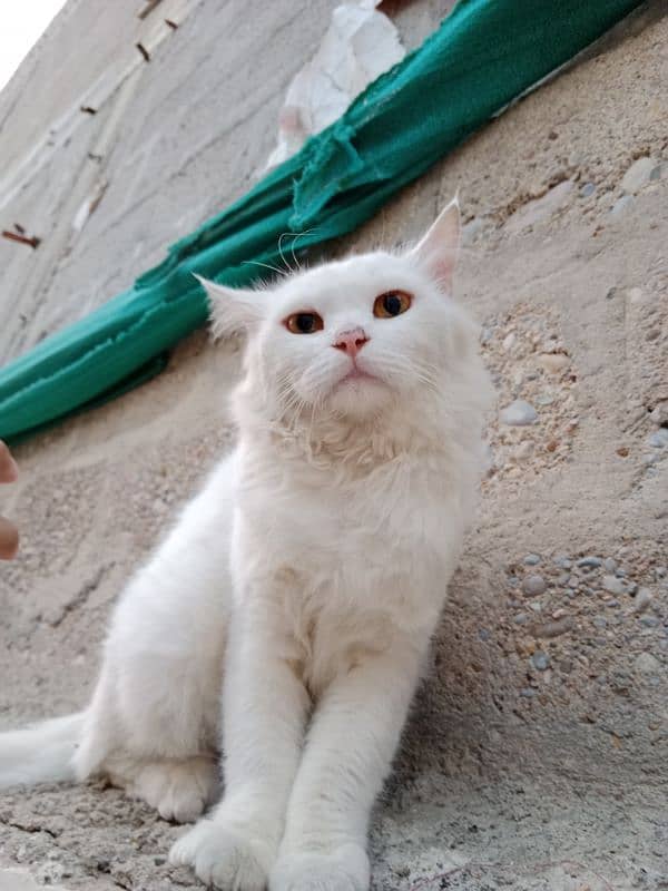 Persian Cat Pair 1