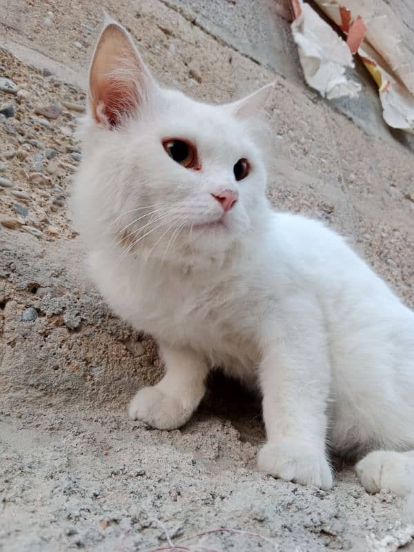 Persian Cat Pair 2