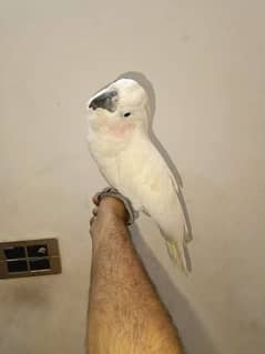 umbrella cockatoo