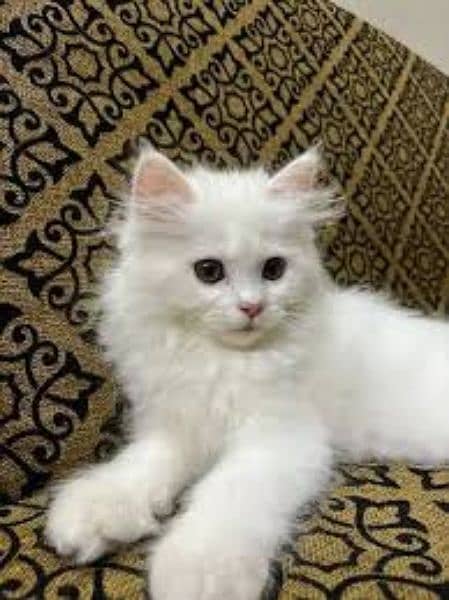 Persian cats 1