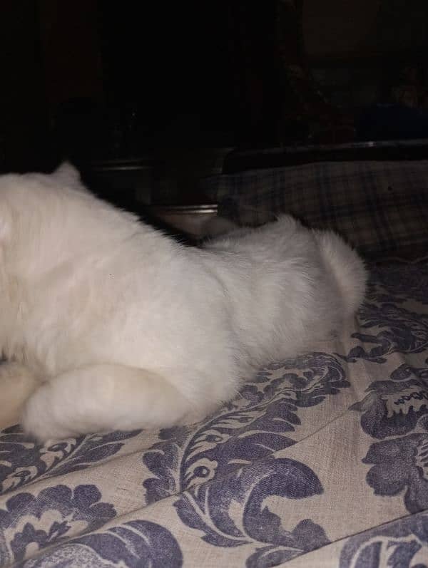 Persian White Cat 2