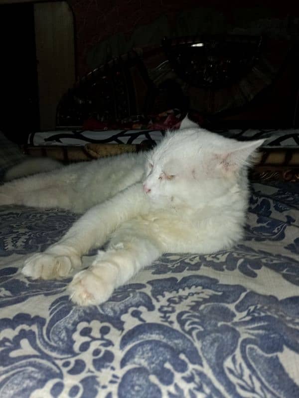 Persian White Cat 3