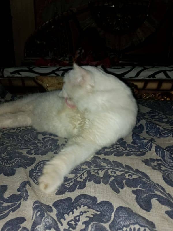 Persian White Cat 4