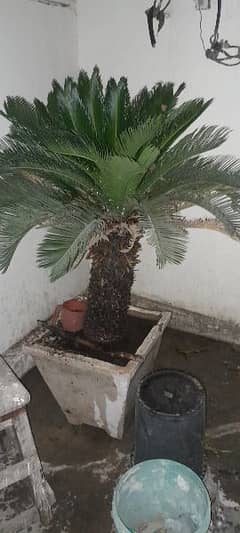 khangii palm