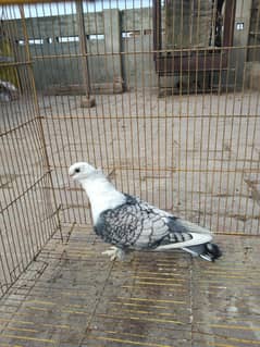 santinant male for sale in lahore. 0