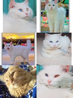 full trained cats male female both available in different breeds also 0