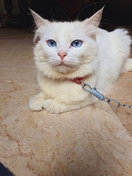 full trained cats male female both available in different breeds also 11