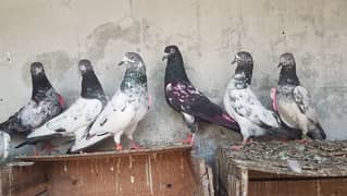 Goldan zakh Cheng zeery pigeons for sale.