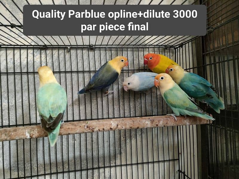 Quailty love birds 0321.7242445 Only call and whatsapp 3