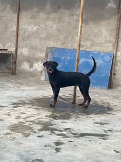 Rottwiler Female age 10 month  03099903661 only cl