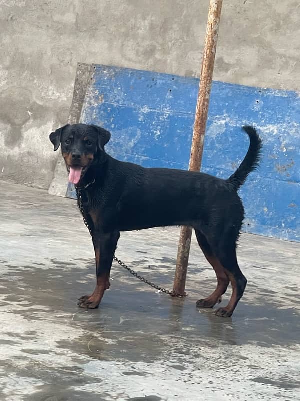 Rottwiler Female age 10 month  03099903661 only cl 1