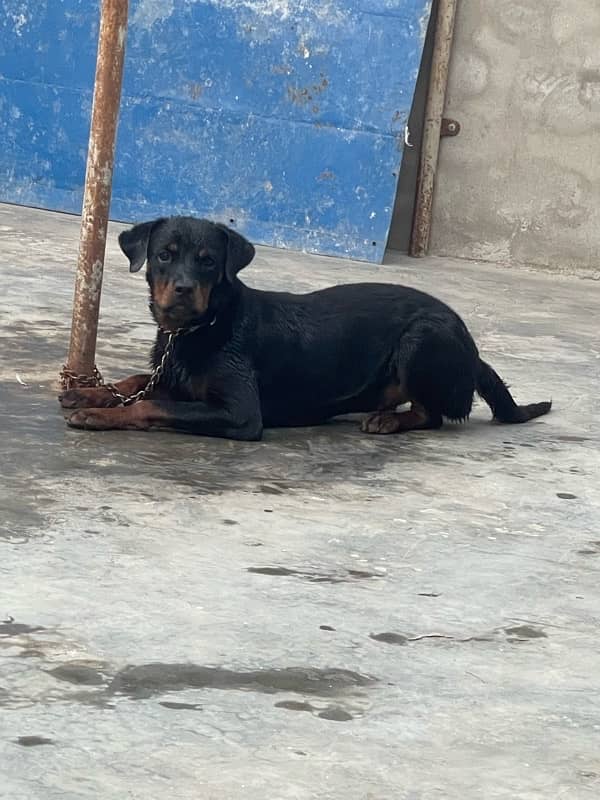 Rottwiler Female age 10 month  03099903661 only cl 2