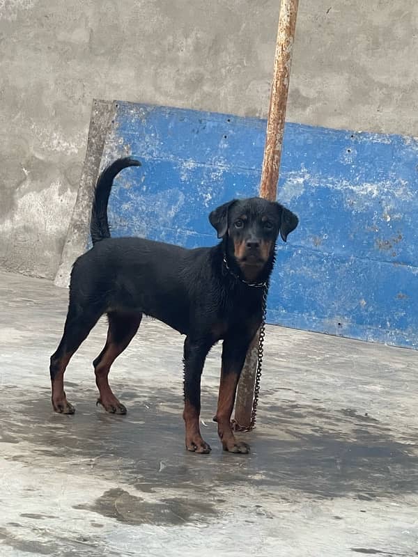 Rottwiler Female age 10 month  03099903661 only cl 3