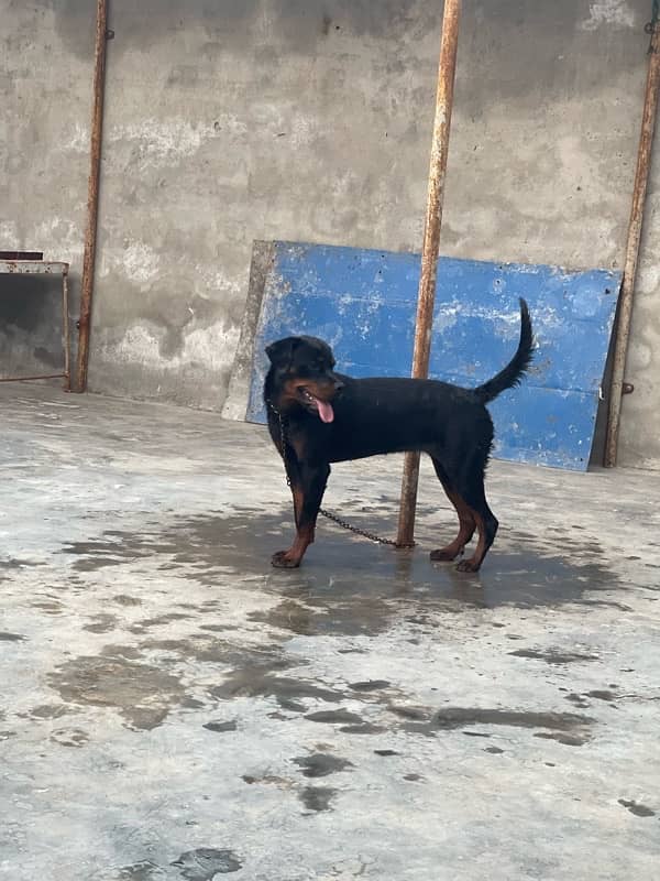 Rottwiler Female age 10 month  03099903661 only cl 4