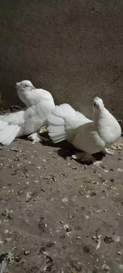 Pure white lakey breeding pair