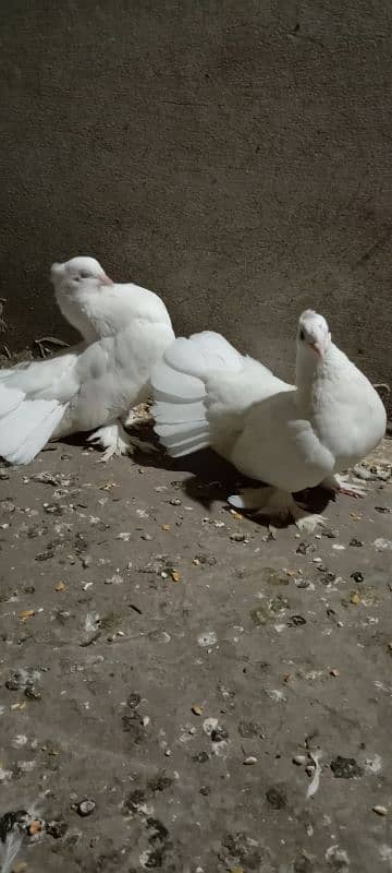 Pure white lakey breeding pair 0