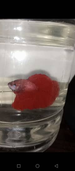 Betta fish male or female