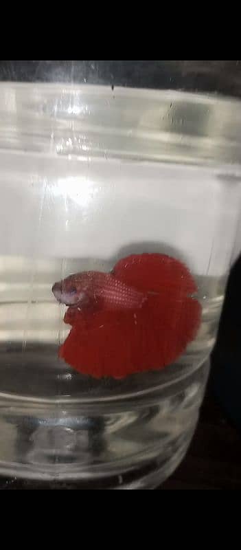 Betta fish male or female 1