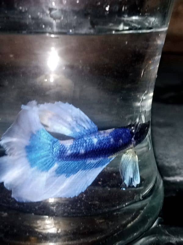 Betta fish male or female 2