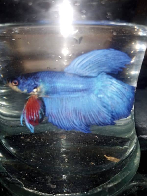 Betta fish male or female 3