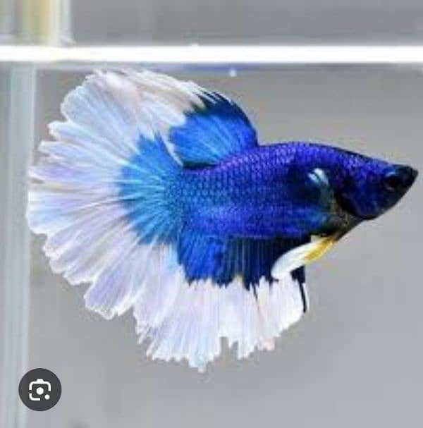 Betta fish male or female 4