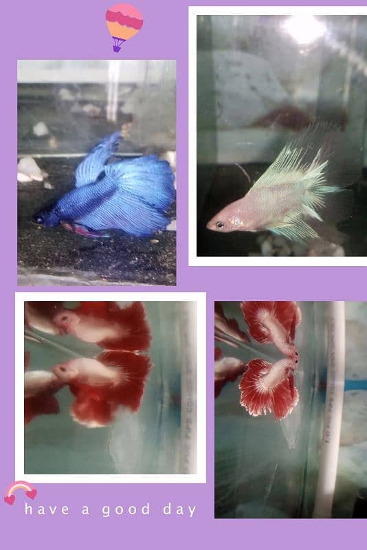 Betta fish male or female 5