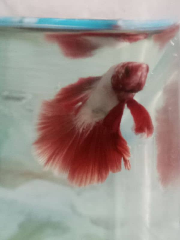 Betta fish male or female 9