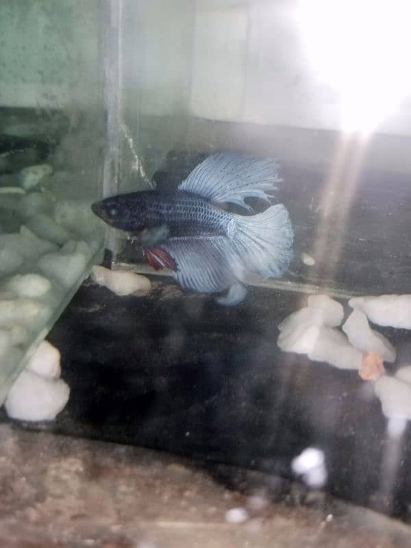 Betta fish male or female 10