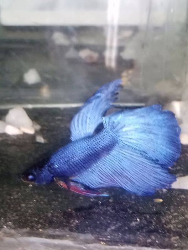 Betta fish male or female 11