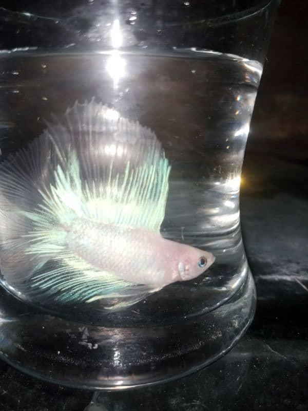 Betta fish male or female 12