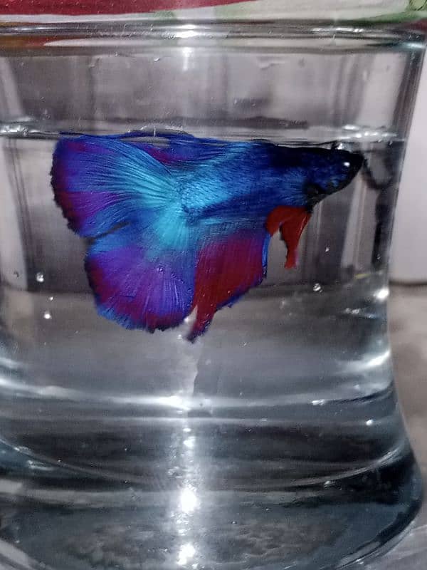 Betta fish male or female 13