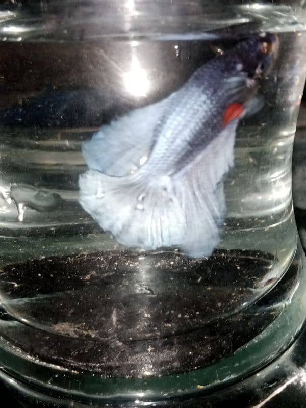 Betta fish male or female 14