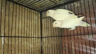 urgent SALE. . . . . . . Albino red eyes n splits breeders pairs for sale