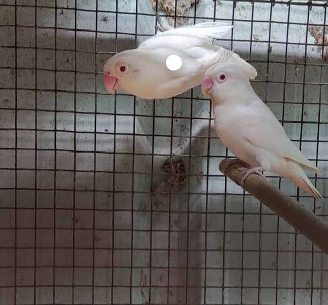 urgent SALE. . . . . . . Albino red eyes n splits breeders pairs for sale 1