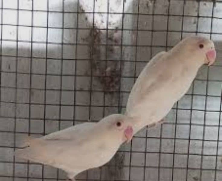 urgent SALE. . . . . . . Albino red eyes n splits breeders pairs for sale 2