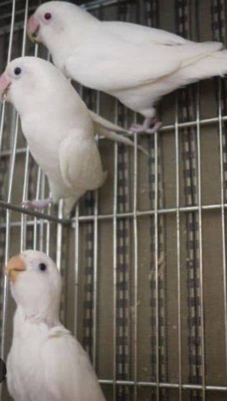 urgent SALE. . . . . . . Albino red eyes n splits breeders pairs for sale 3