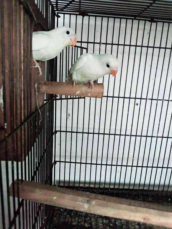 urgent SALE. . . . . . . Albino red eyes n splits breeders pairs for sale 4