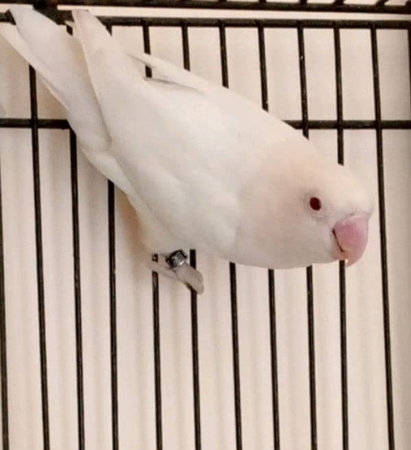 urgent SALE. . . . . . . Albino red eyes n splits breeders pairs for sale 5