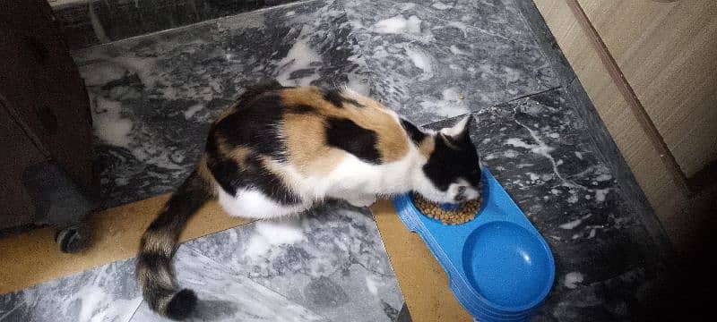 persian single coat punch face cat 1 breed hogai h active and healthy, 2