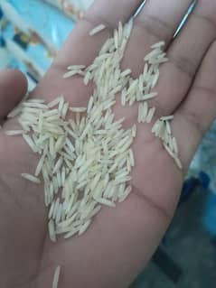 umer rice trader 0306-4753565 0