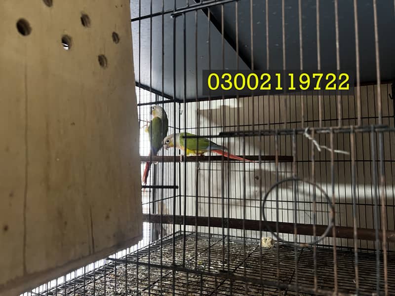 Pineapple Conure & Raw Pairs 4