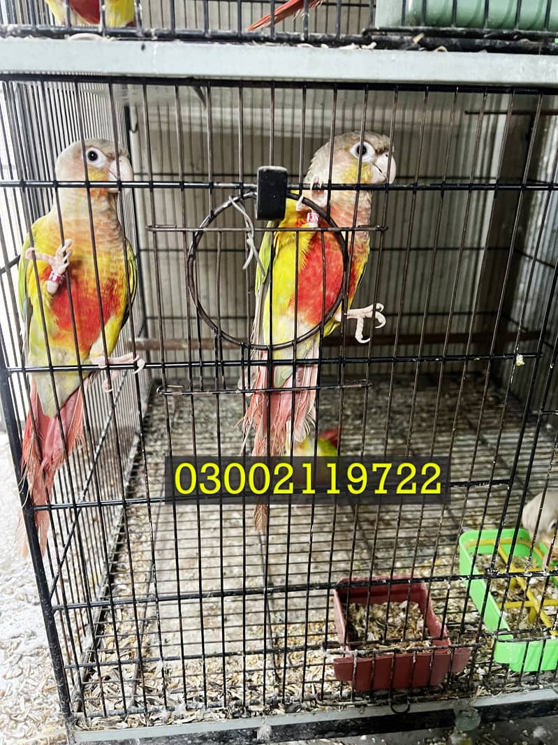 Pineapple Conure & Raw Pairs 2