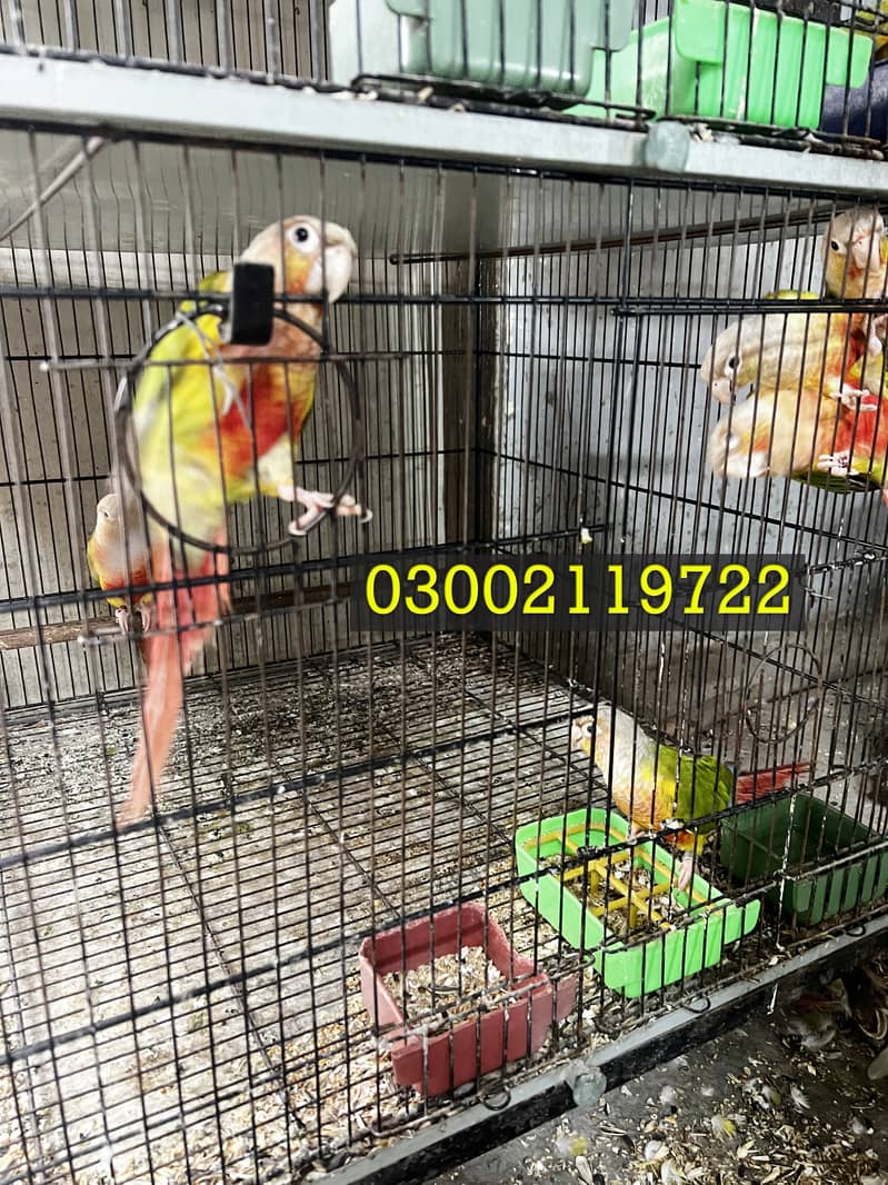 Pineapple Conure & Raw Pairs 3