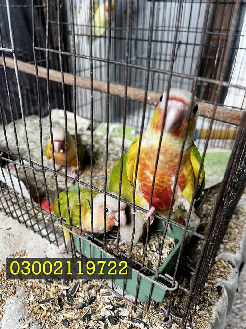 Pineapple Conure & Raw Pairs 5