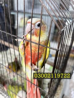 Pineapple Conure & Raw Pairs