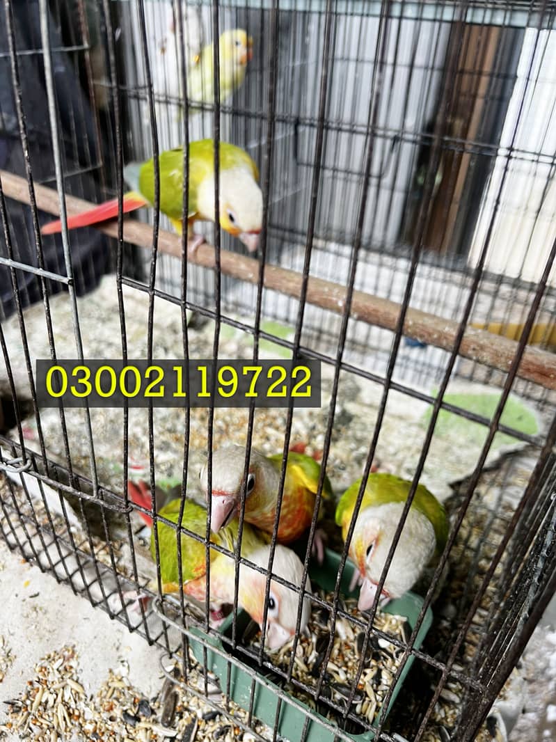 Pineapple Conure & Raw Pairs 6