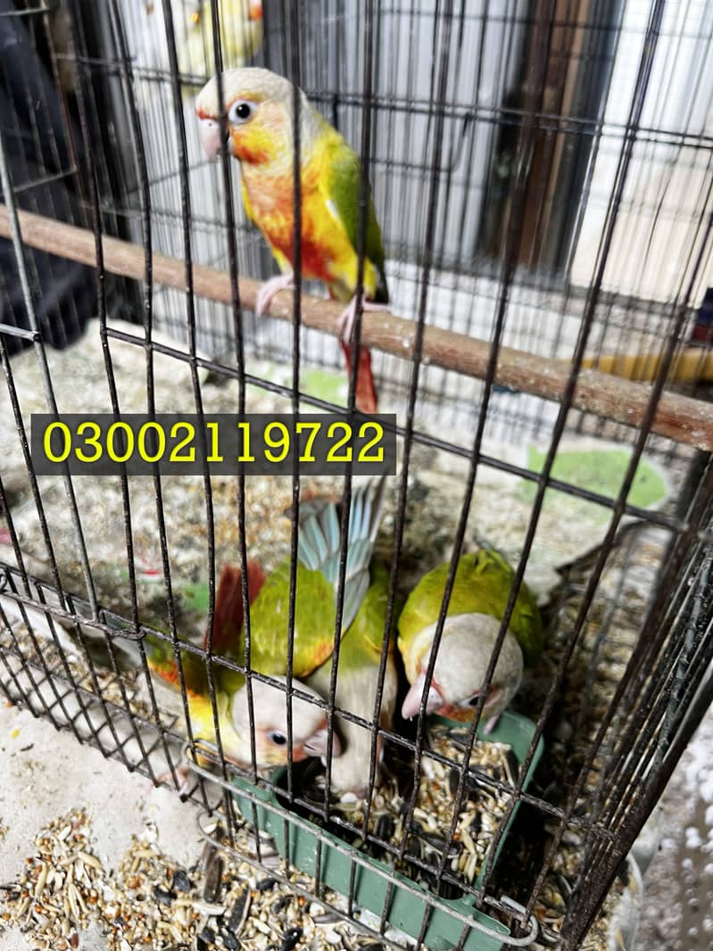 Pineapple Conure & Raw Pairs 7