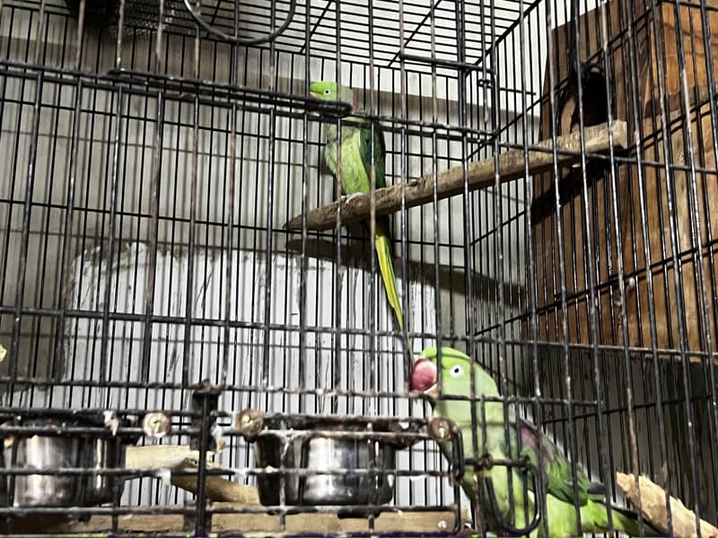 Pineapple Conure & Raw Pairs 8