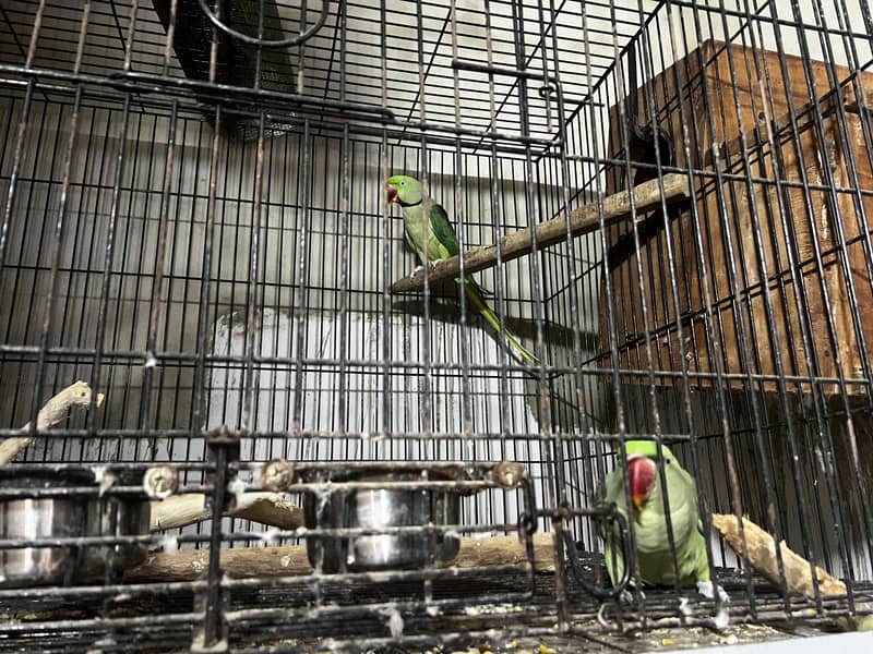 Pineapple Conure & Raw Pairs 10